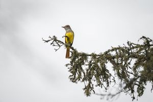 Canopy Recess. Great Crested Flycatcher