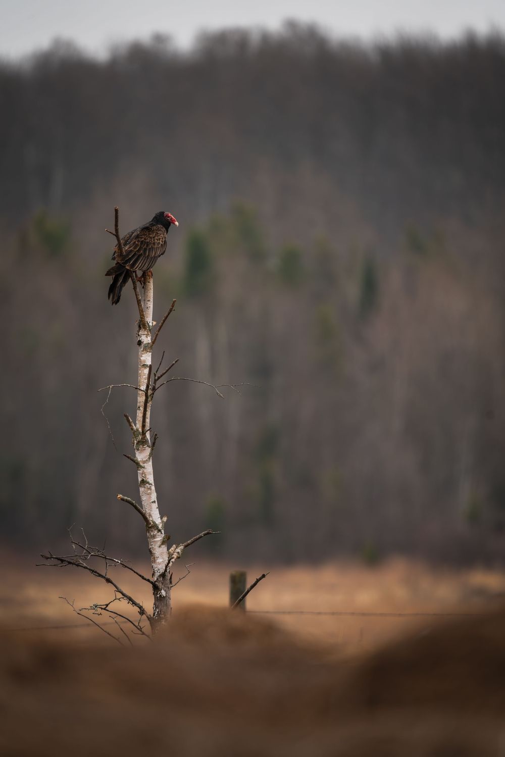 Turkey Vulture