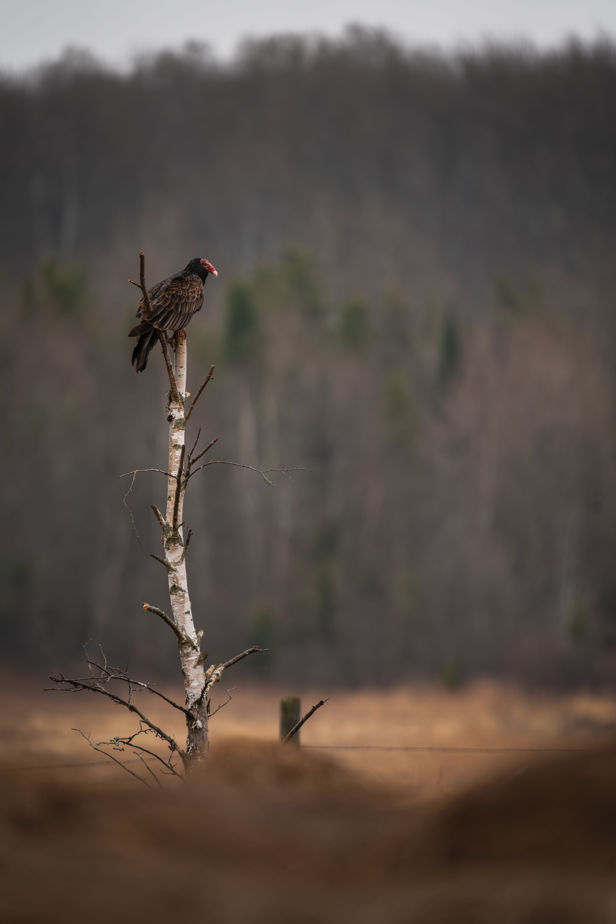 Turkey Vulture