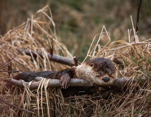 Sleepy Otter
