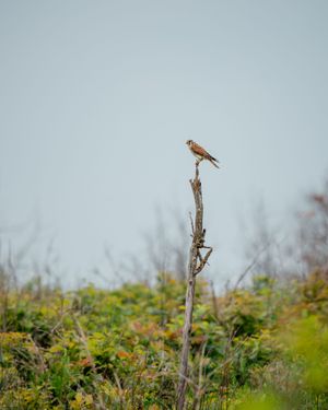 Kestrel over Meadow