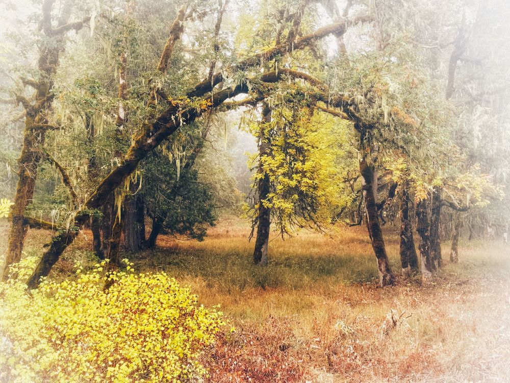 Misty autumn forest path with golden leaves and trees creating a dreamy panoramic landscape in soft light.