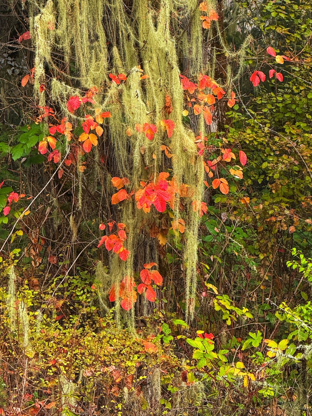 Spanish moss drapes over vibrant red autumn poison ivy leaves creating a dramatic contrast in the forest.