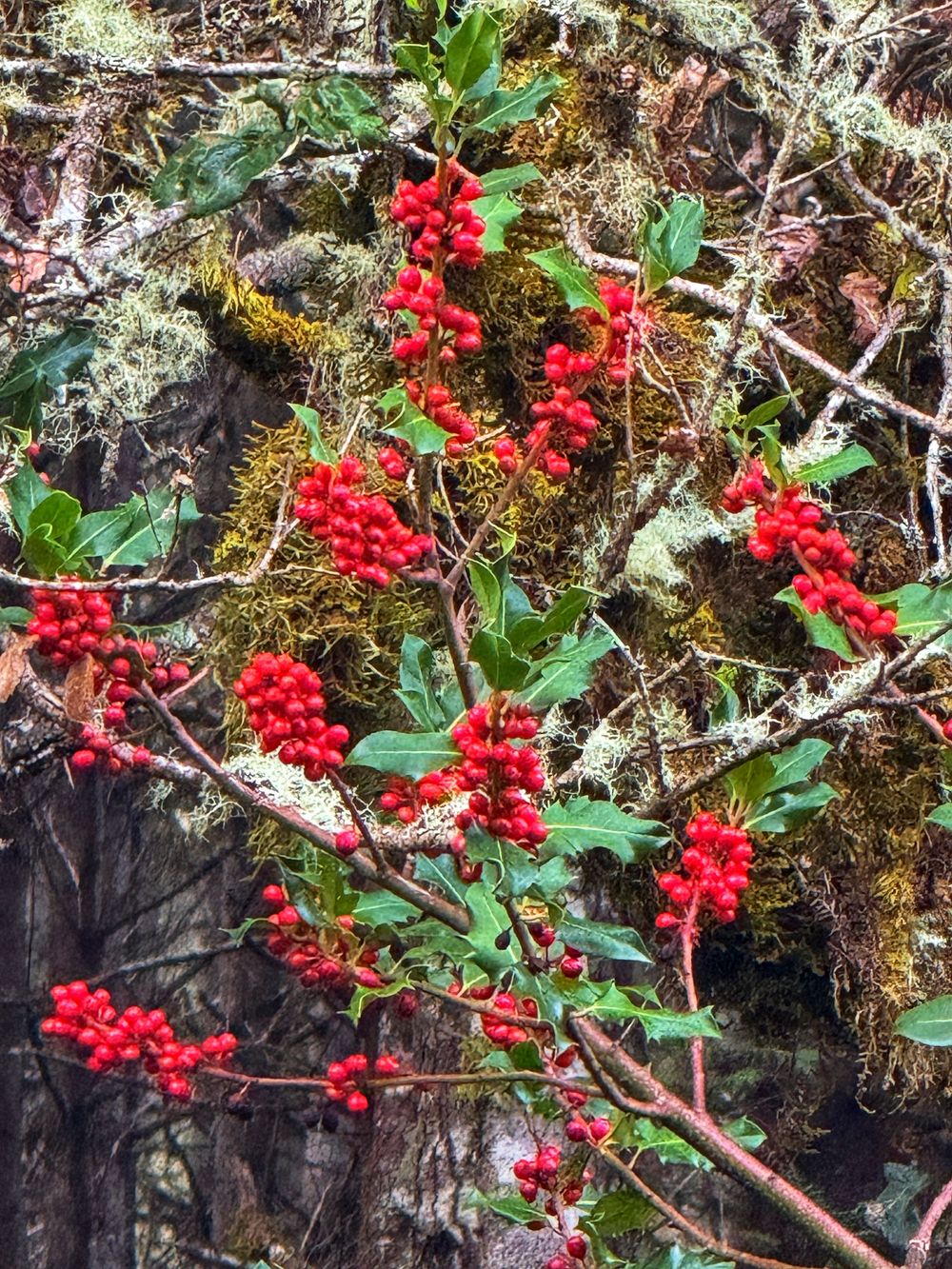 Bright red holly berries growing on branches with green leaves against a mossy natural background.