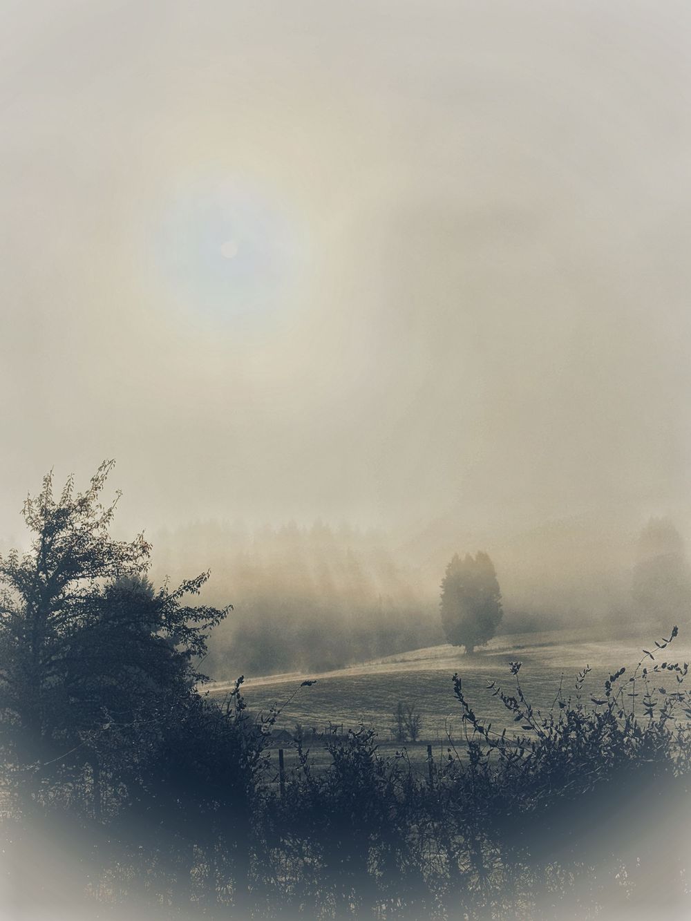 Misty rural landscape with silhouetted trees and rolling hills under a soft, ethereal morning light.
