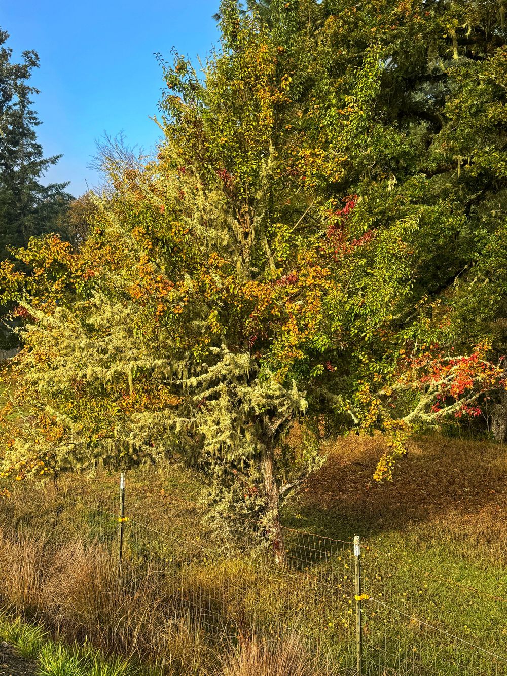 Autumn landscape with green and yellow trees along a natural meadow edge.