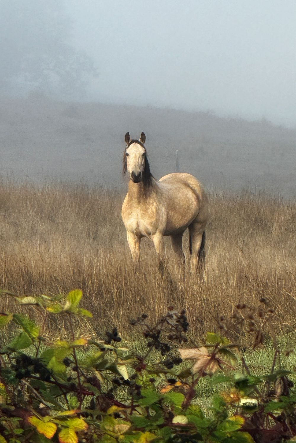 A light-colored horse stands in a misty field with yellow wildflowers and vegetation in the foreground.