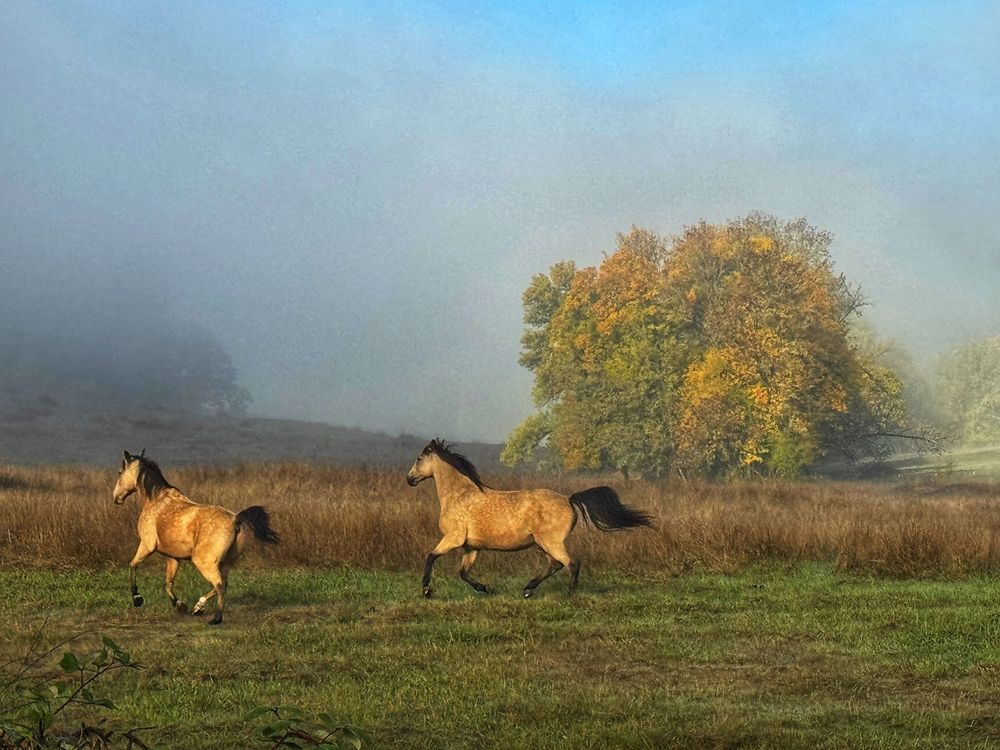 A sequence of horses running through a misty autumn field with golden foliage in the background.