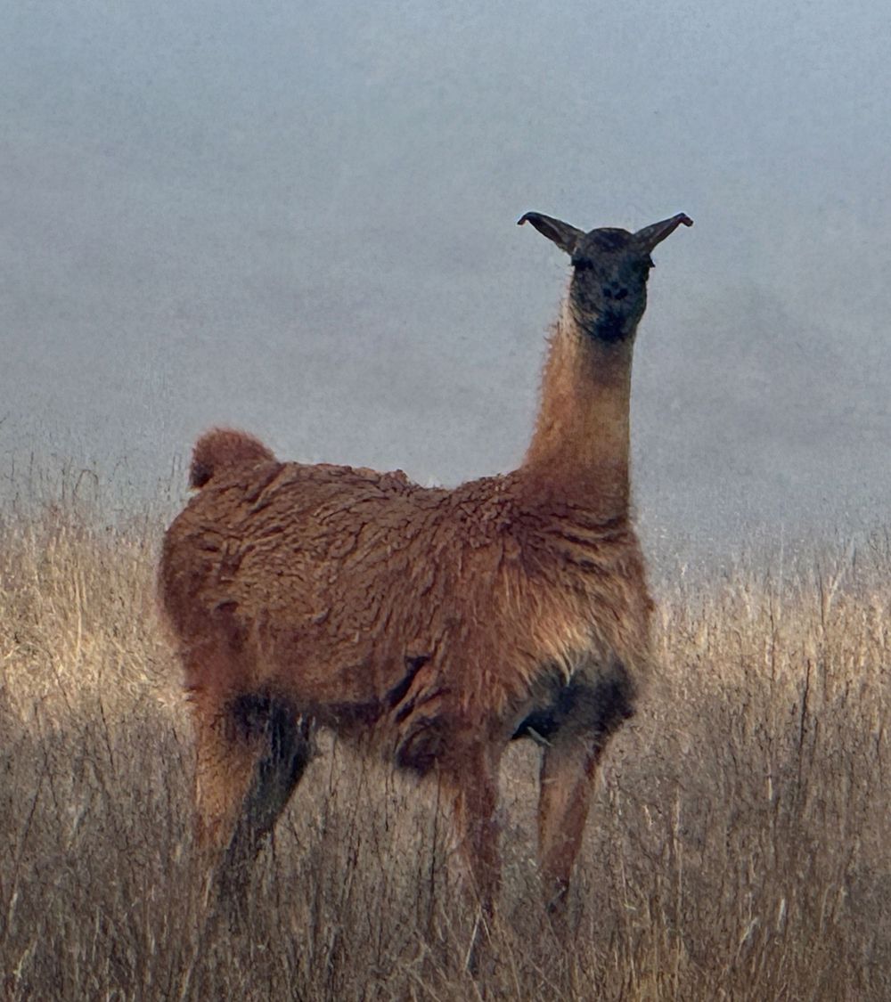 Several brown llamas grazing in a misty field of tall dried grass.