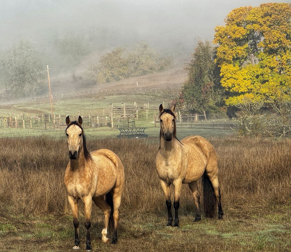 Several dun-colored horses graze together in a foggy meadow with yellow gorse bushes in the background.