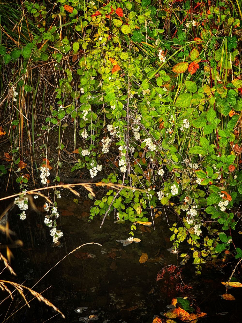 Delicate white wildflowers and vibrant red berries grow along a dark riverbank in autumn.