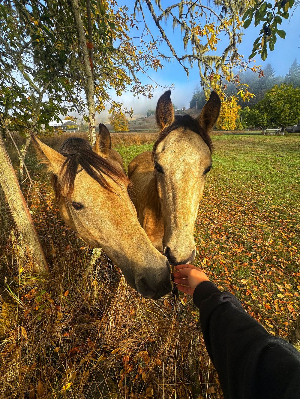 A series of photos showing a brown horse nuzzling and interacting with a camera in an autumn field with fallen leaves.