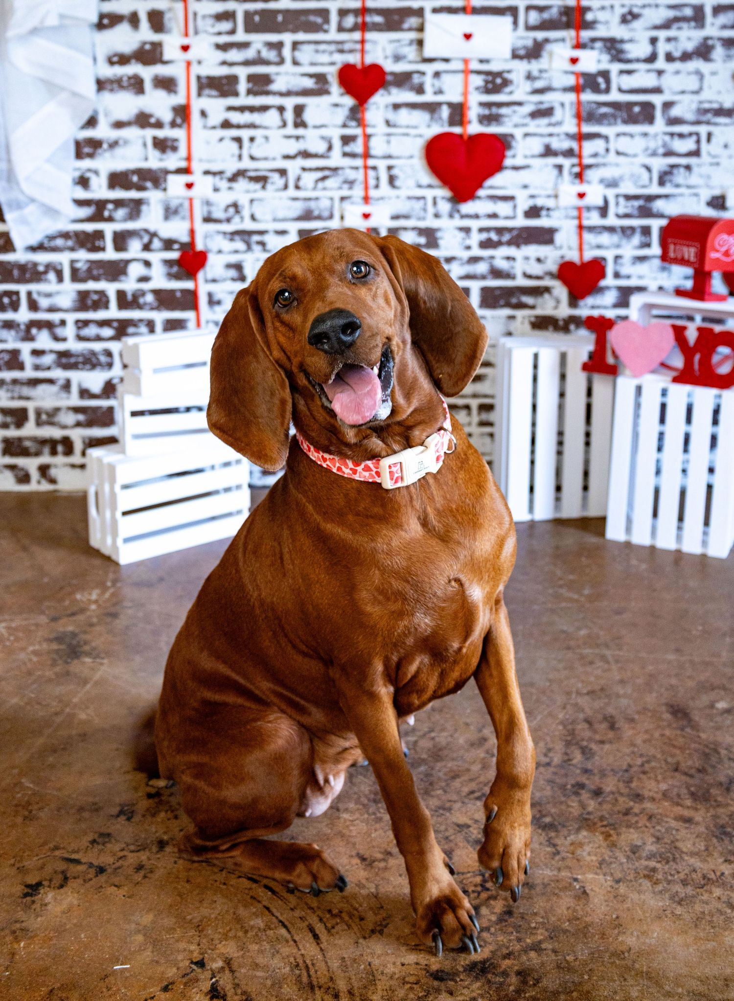 A happy Vizsla dog sits on a wooden floor with red heart decorations and exposed brick wall in the background.