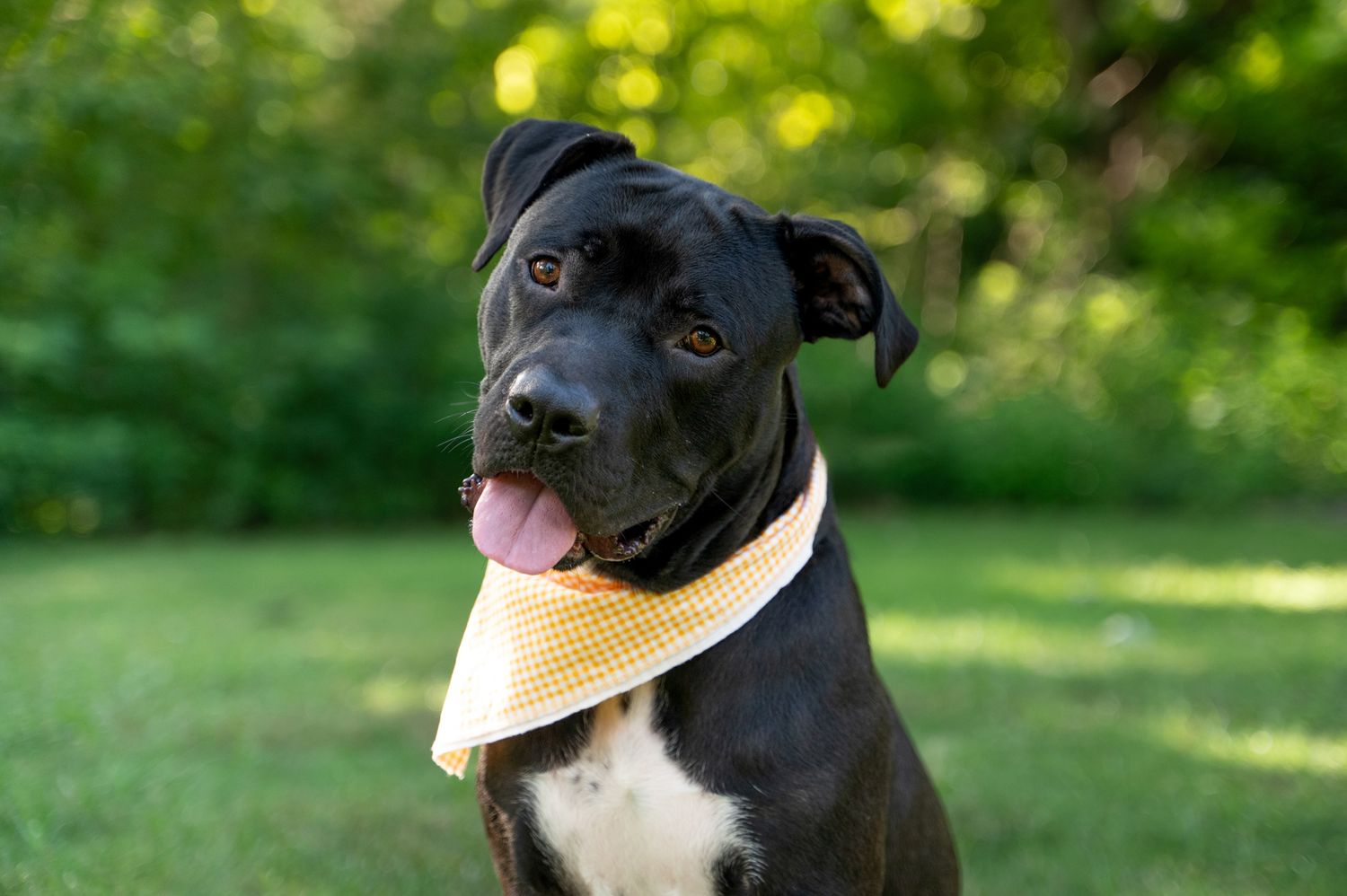 A happy rescued black and white pit bull wearing a yellow bandana sits outdoors with tongue out against green background.