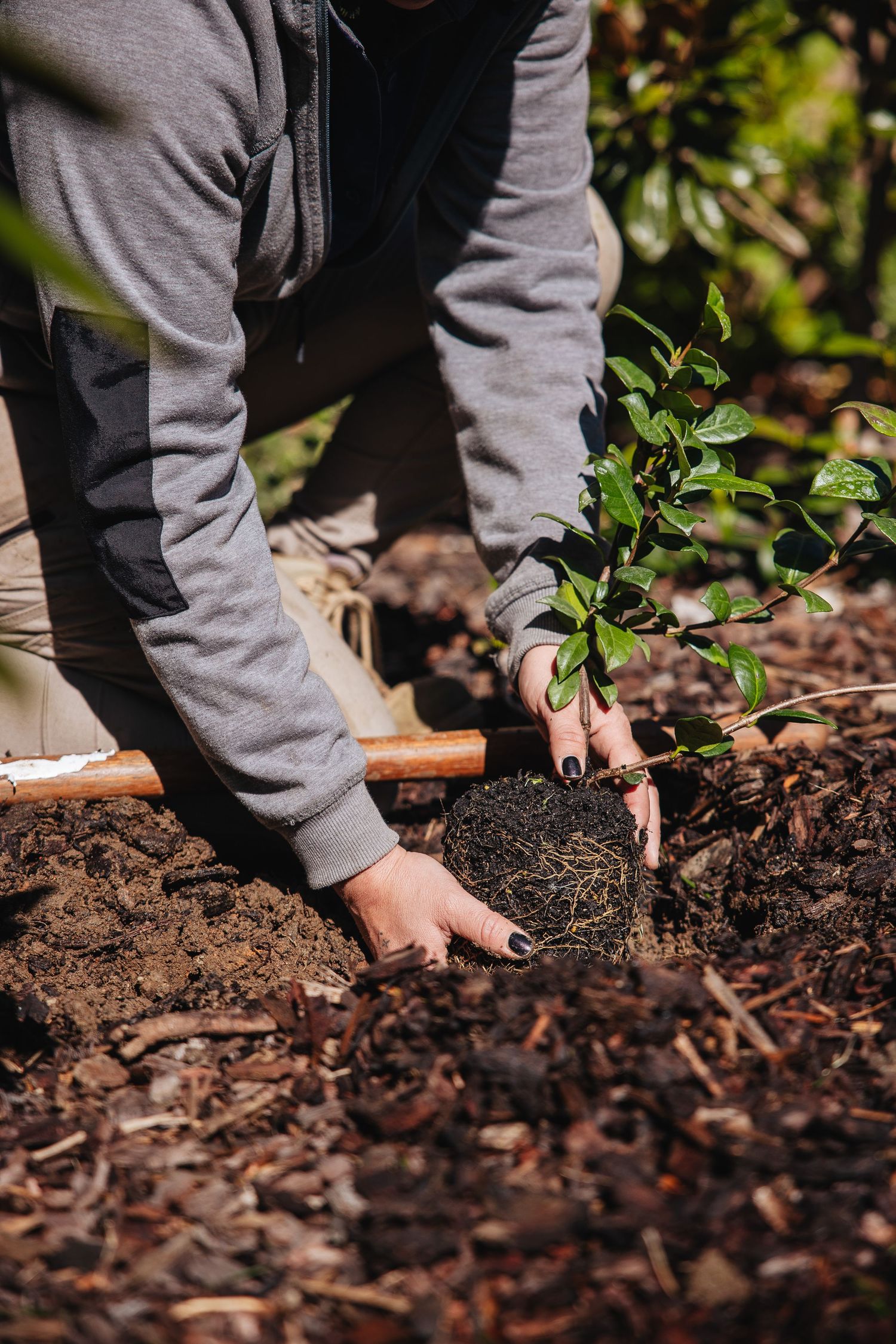 Hands planting small seedlings in rich dark soil with mulch and green foliage in the background.