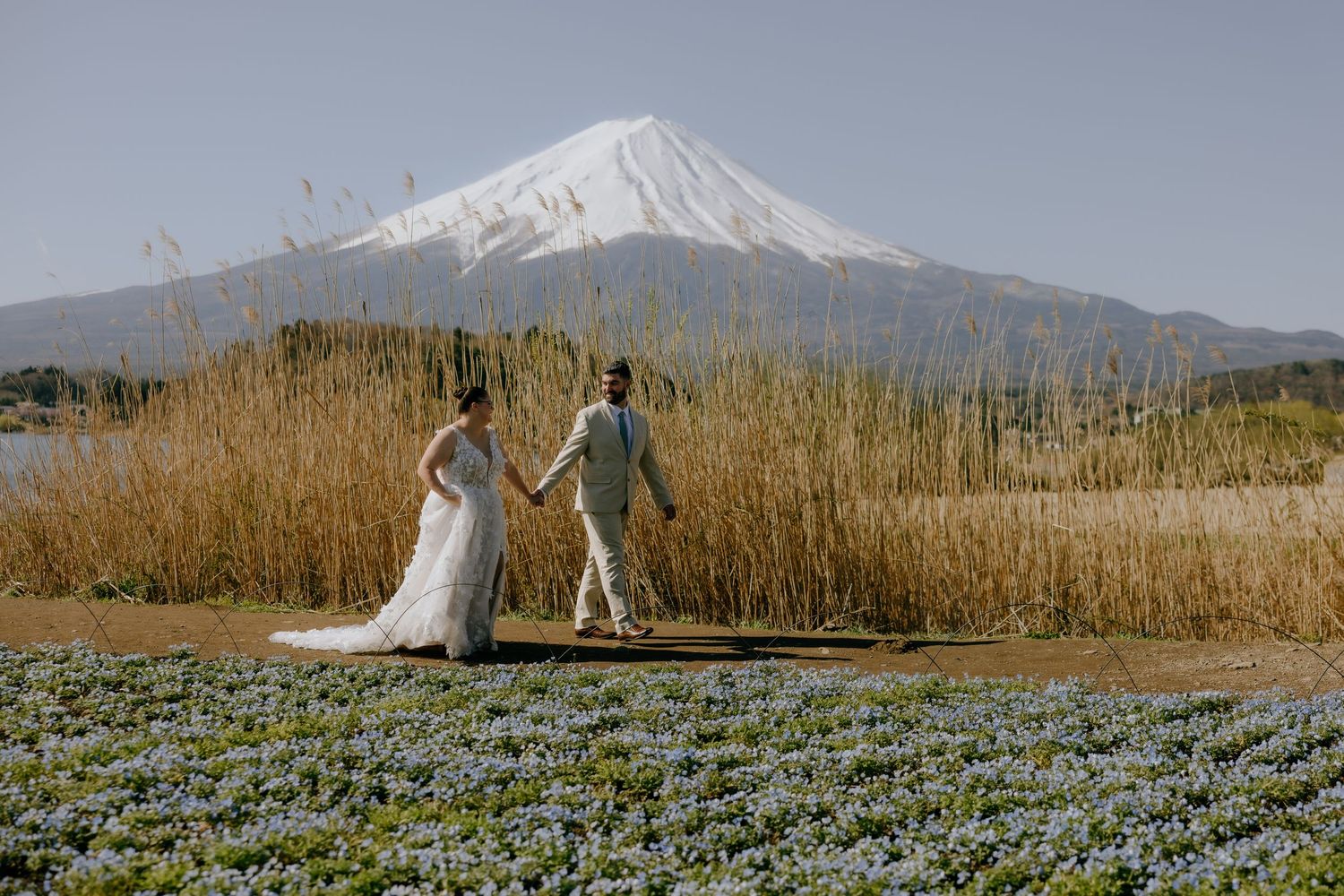 Snow-capped Mount Fuji towers over a scenic field of blue flowers with dried reeds in the foreground.