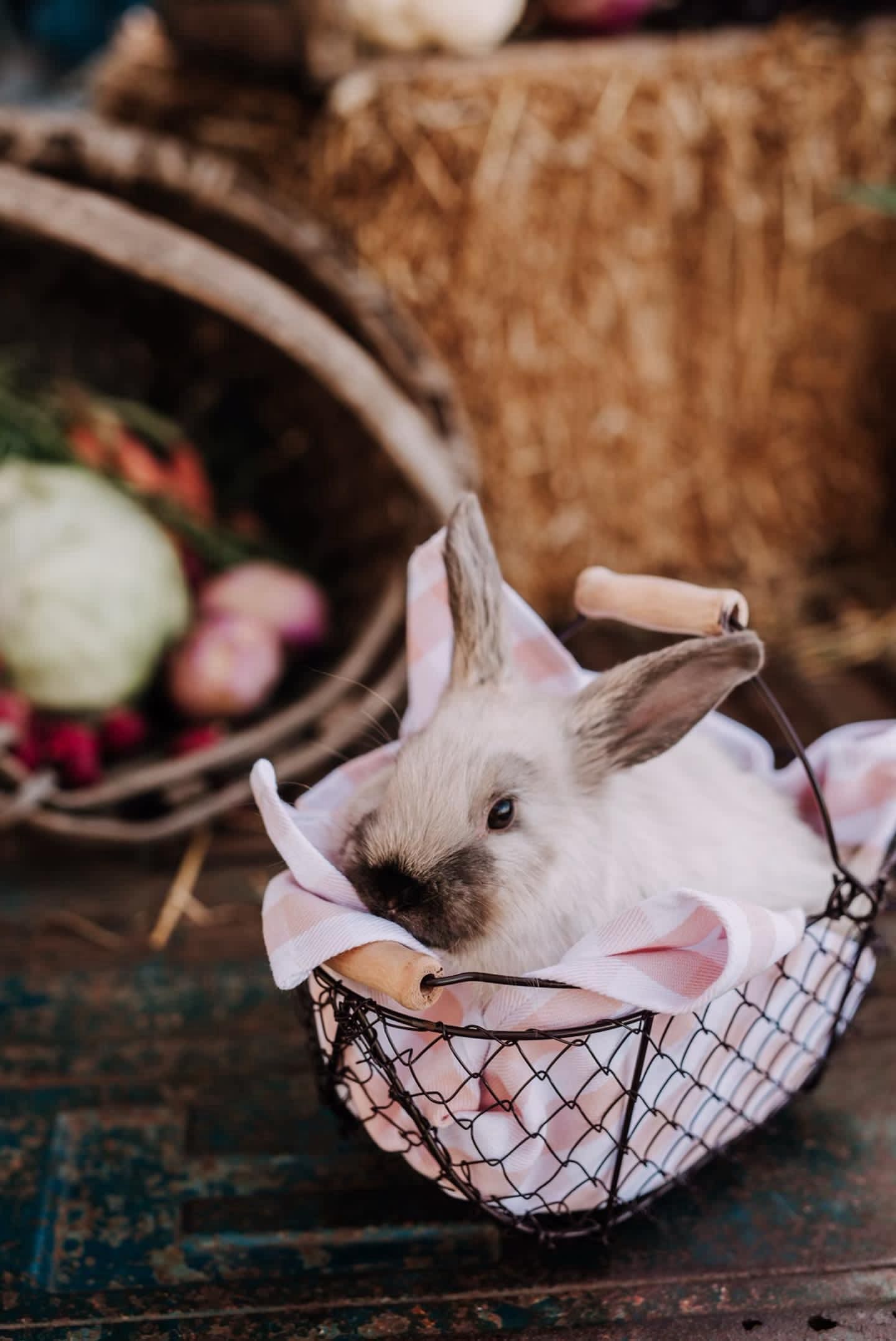 Easter bunny mini session setup for children in Athens GA spring photography