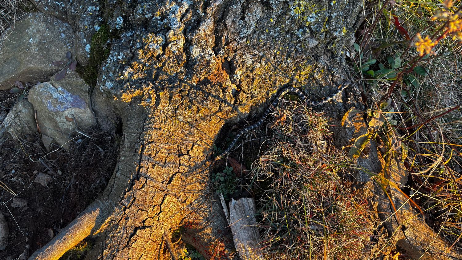 Small snake crawling over tree roots near Blue Ridge Parkway Virginia
