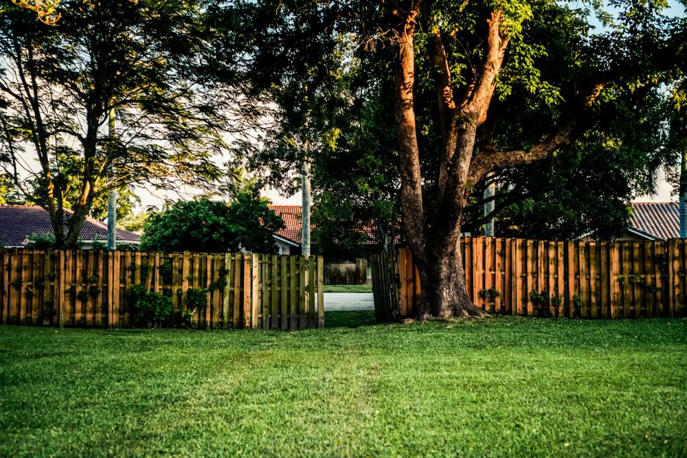 Backyard view with wooden fence and tall trees at golden hour creating peaceful atmosphere.