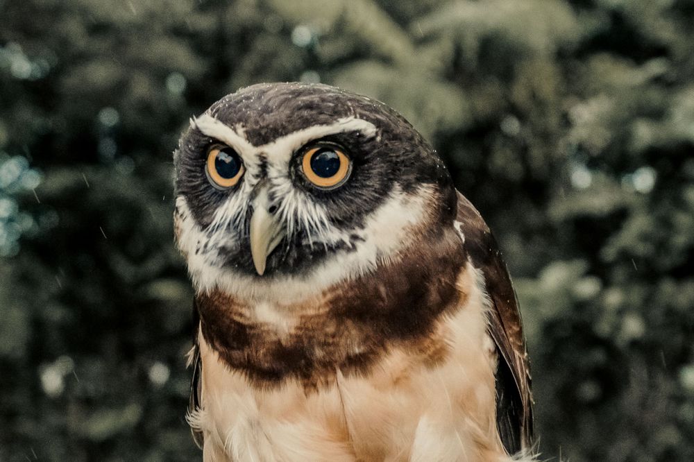 Close-up portrait of a spectacled owl with intense amber eyes against a blurred green background.