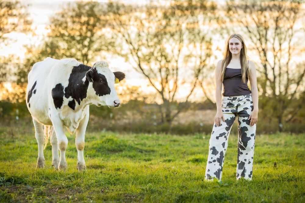 A sequence of dairy cows grazing in a green pasture during golden hour with spotted black and white coats.