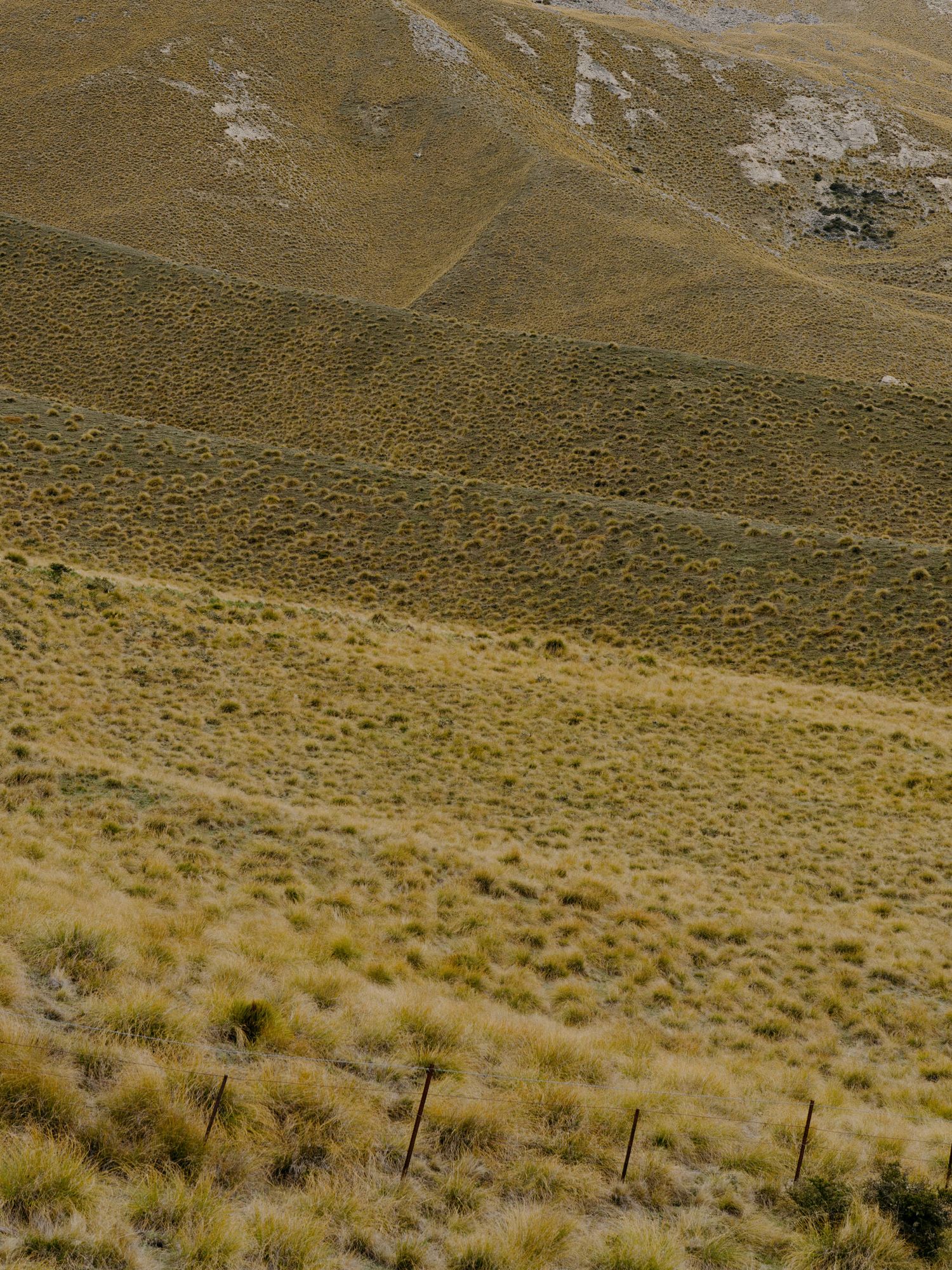 Rolling hills covered in golden tussock grass stretch across a mountainous landscape.