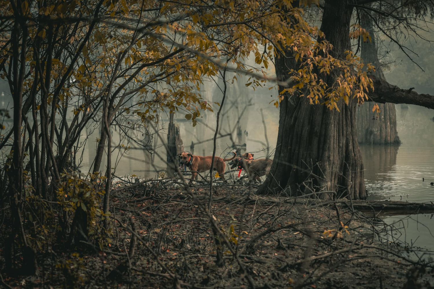 Misty autumn forest scene with golden leaves and dark tree silhouettes creating a mysterious atmosphere.