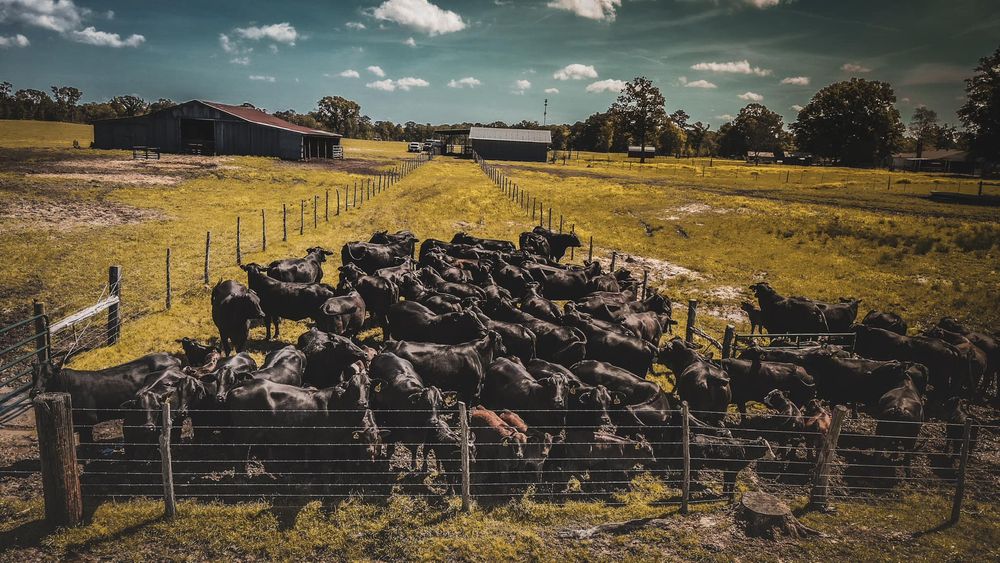 Large herd of cattle gathered in a fenced corral on ranch land.