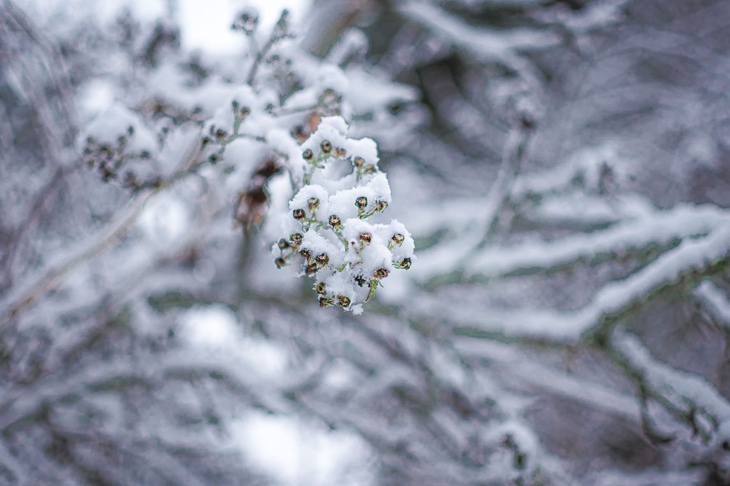 Close-up of a delicate plant branch covered in fresh, white snow.