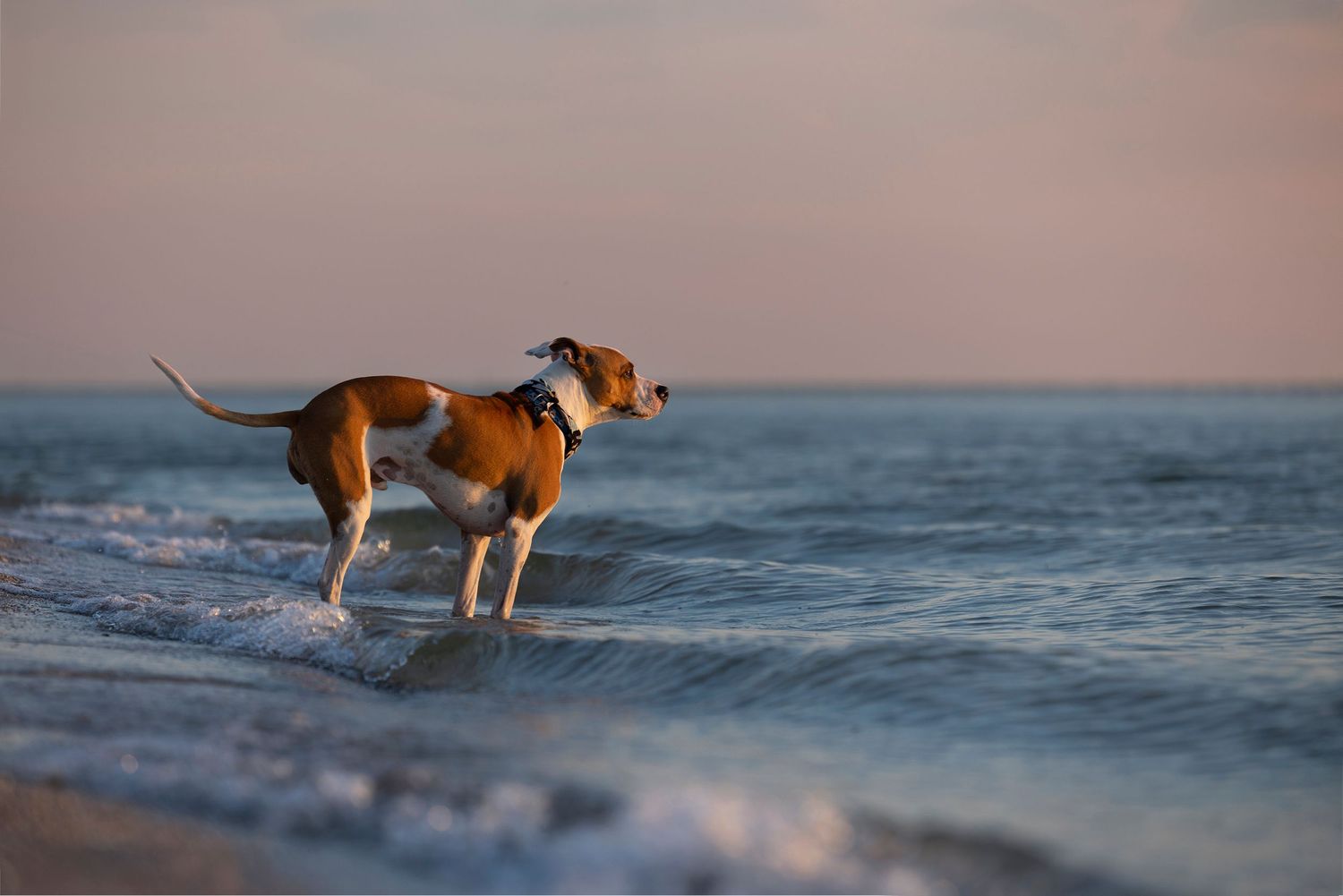 Dog in the Ocean at a beach in Tampa Bay Florida, action photography, lasting memory, pet photographer.