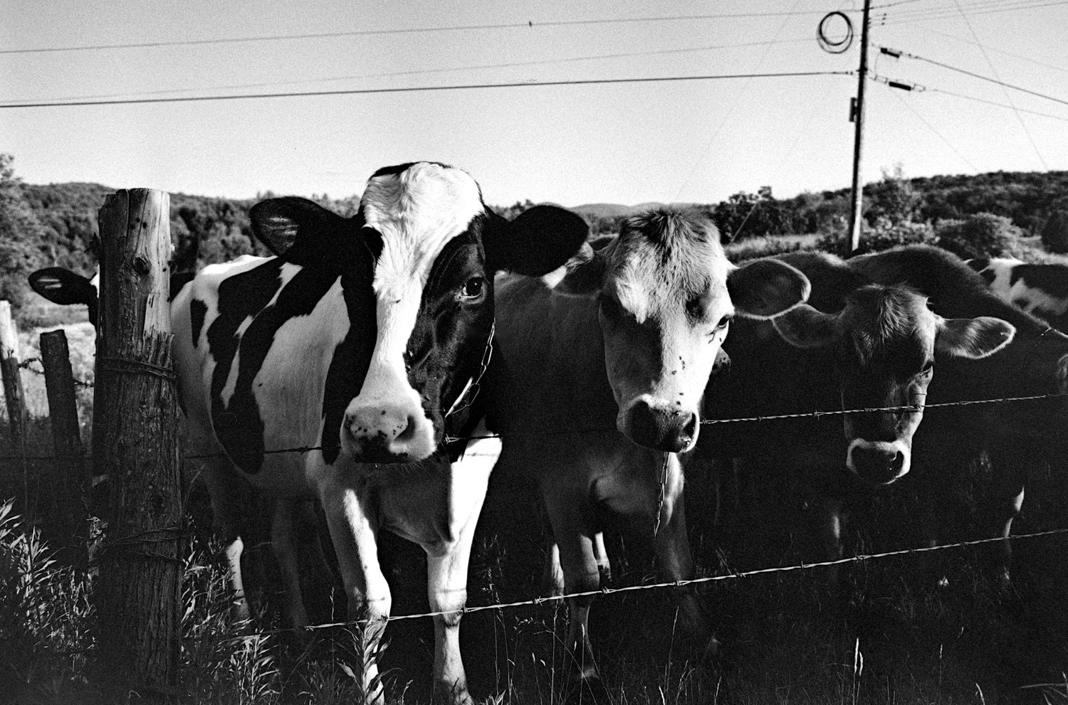 Cows