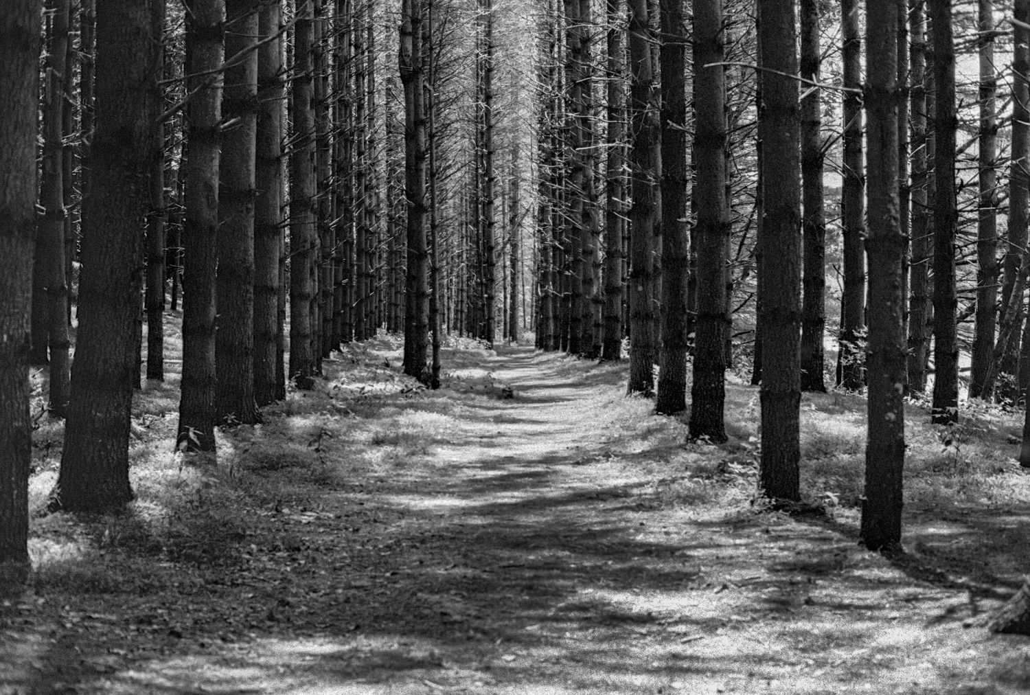 Forest