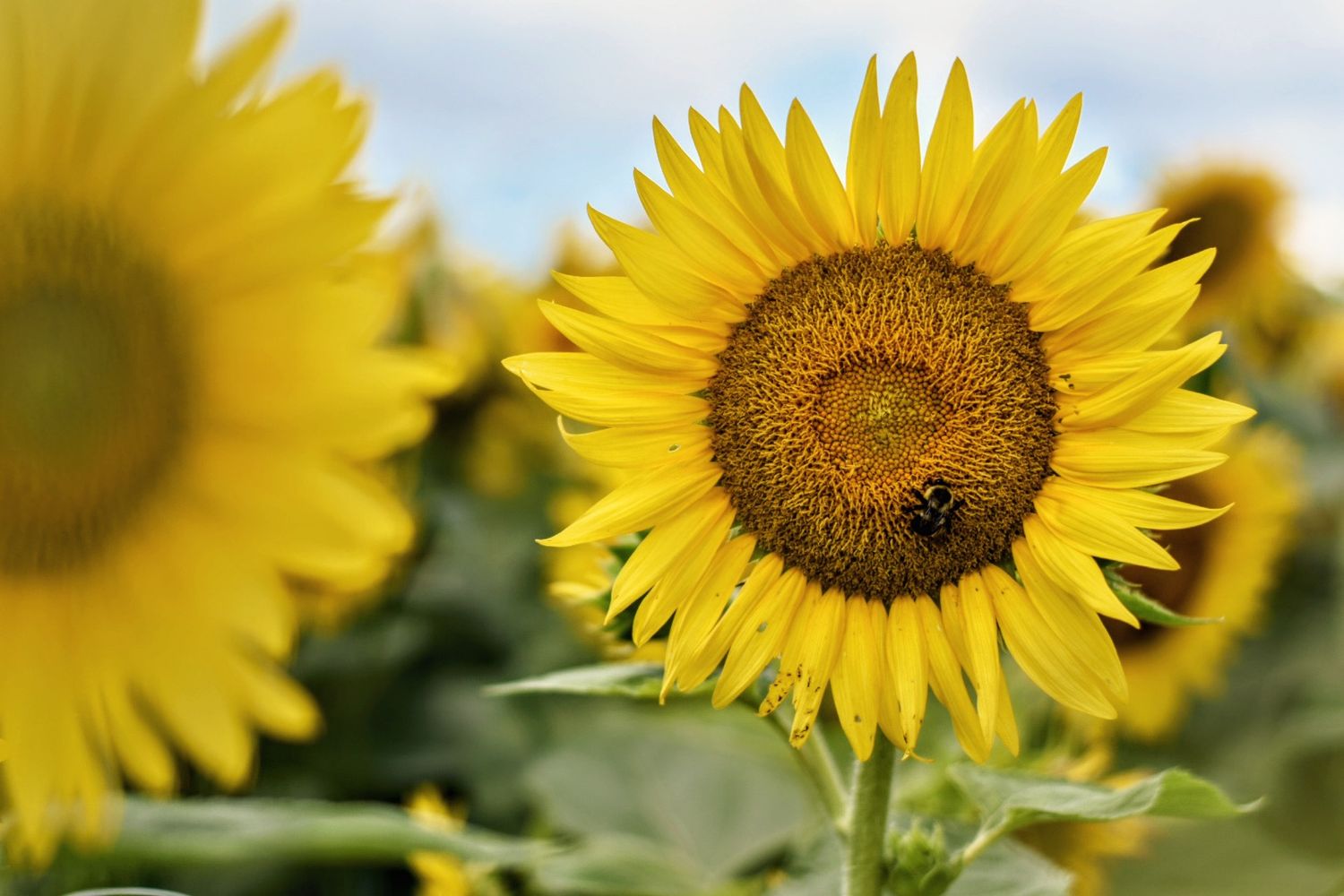 Bright yellow sunflower with a bee collecting pollen against blue sky.