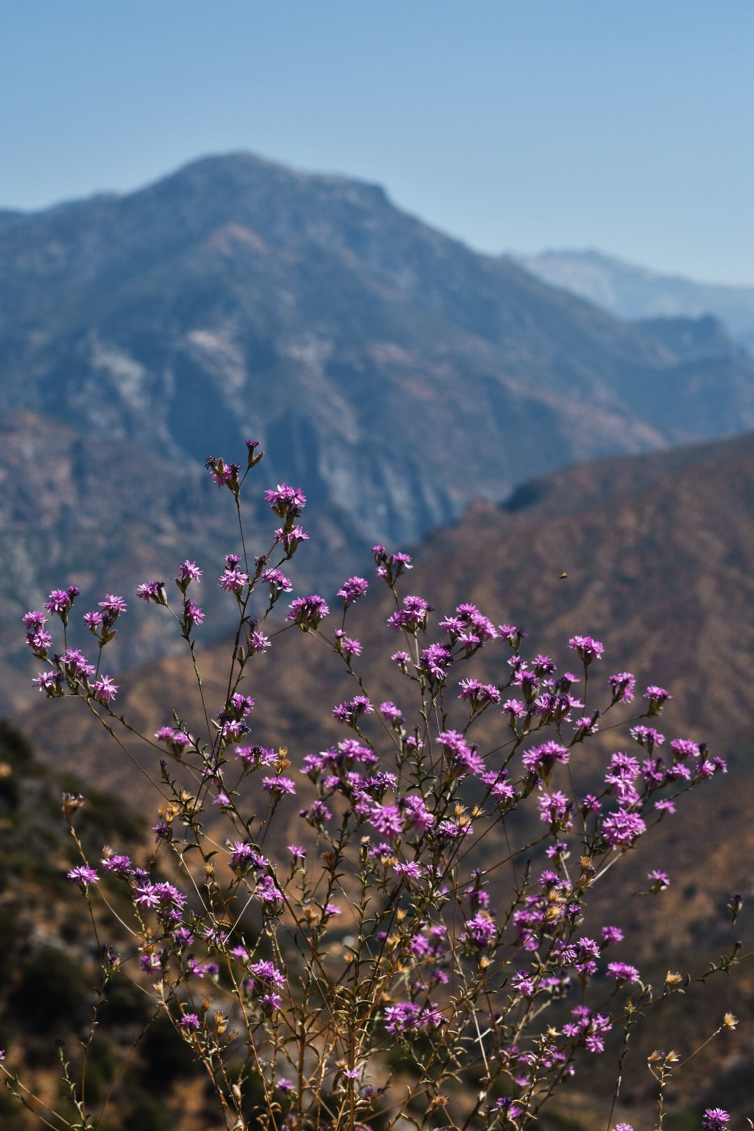 Purple wildflowers blooming against a backdrop of rugged mountain peaks.