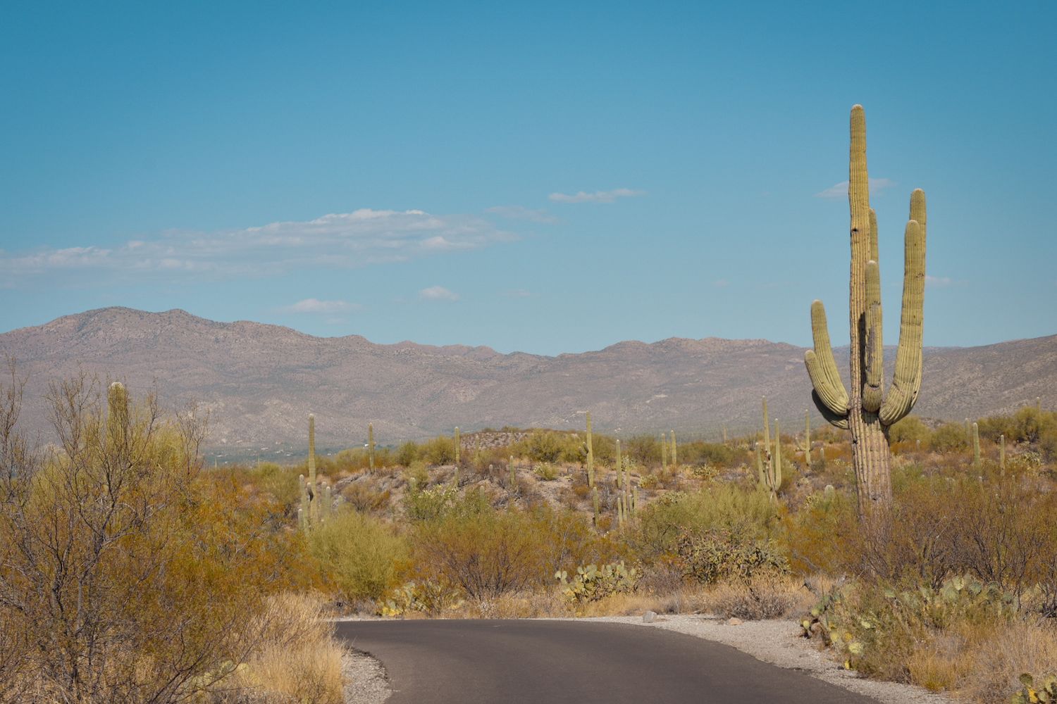 Desert landscape with towering saguaro cacti and mountain ranges stretching across the horizon.