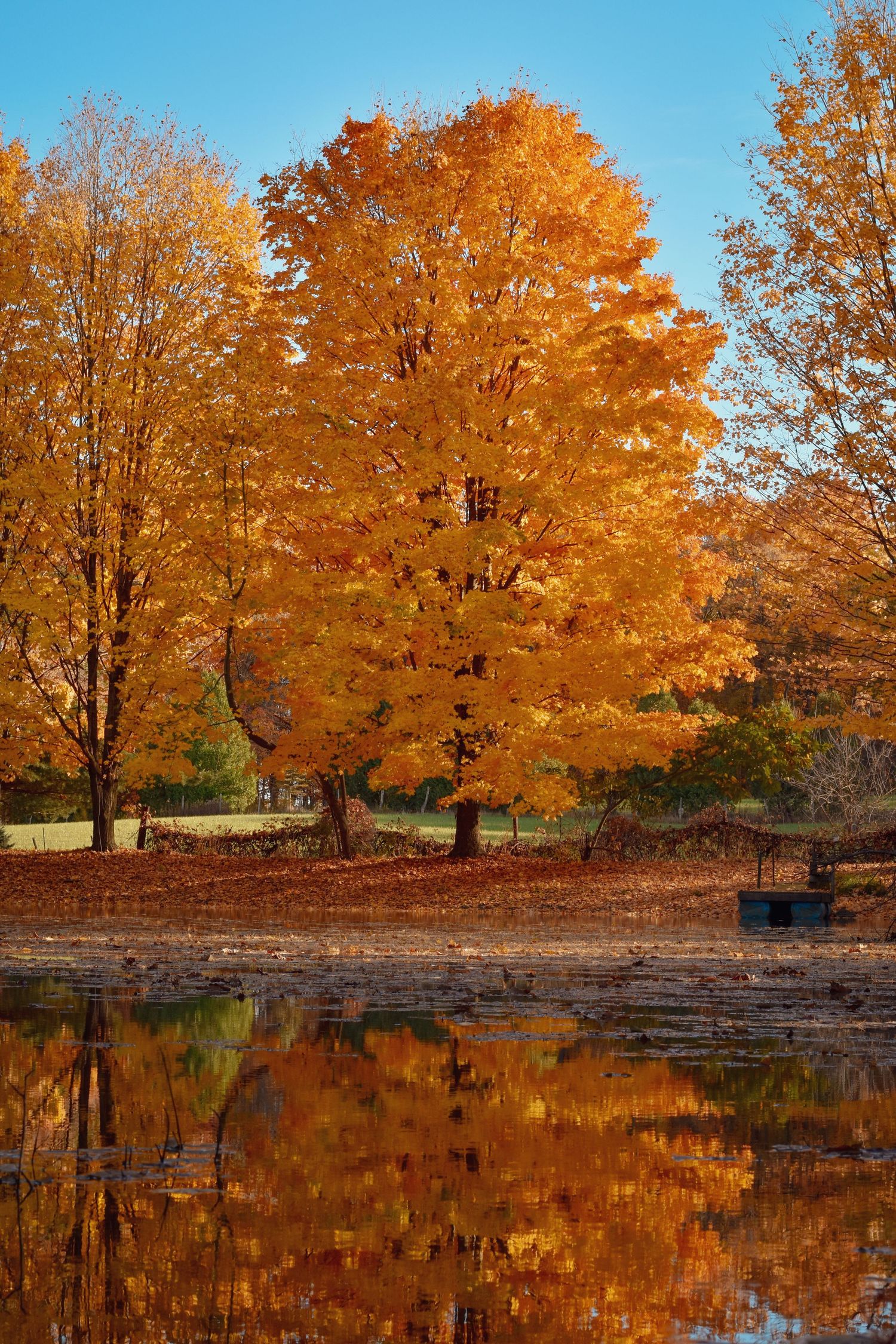 Autumn trees with bright orange foliage reflected perfectly in still pond waters.