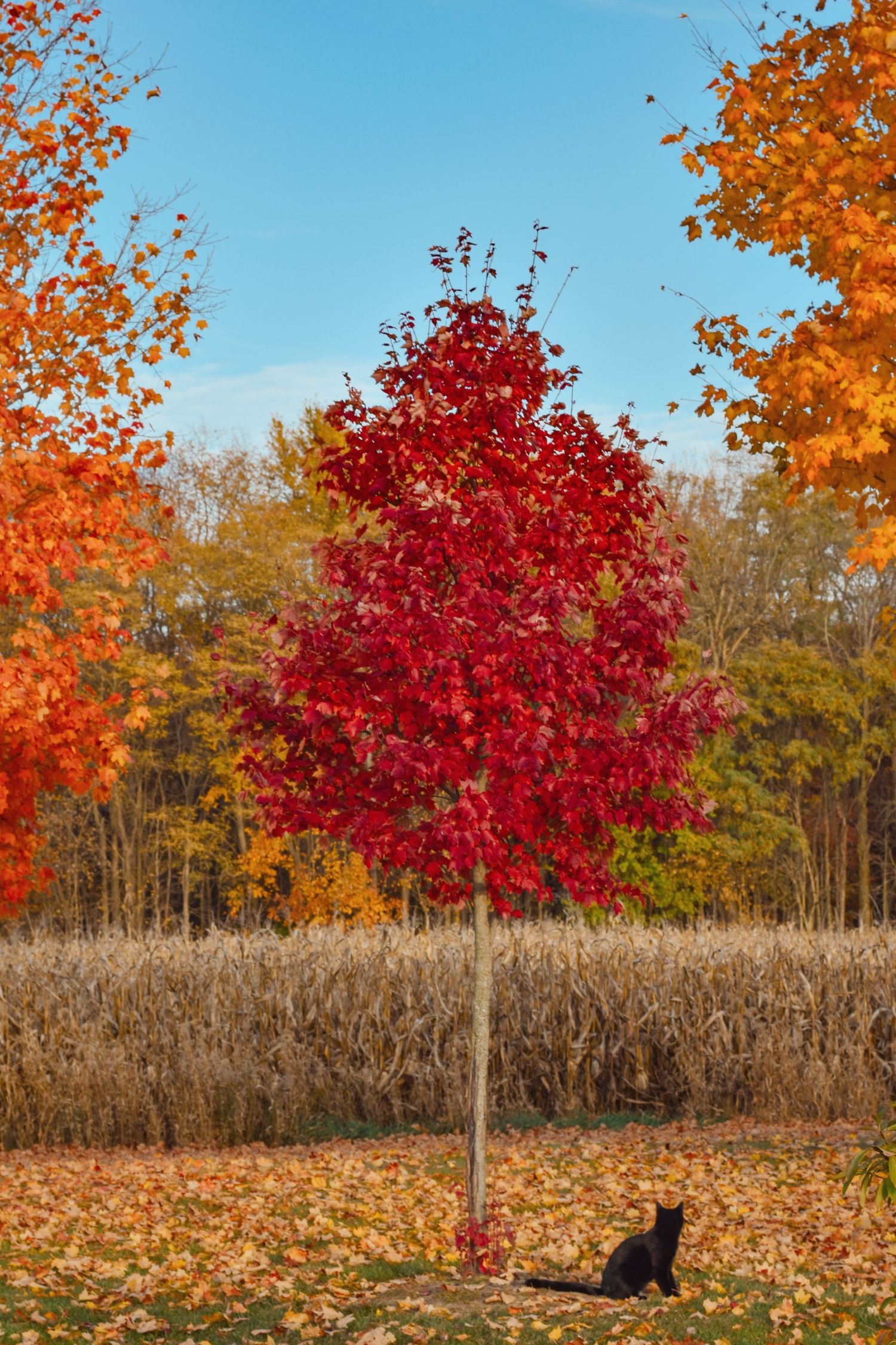 Vibrant red maple tree with fallen leaves and a black dog resting beneath in autumn.
