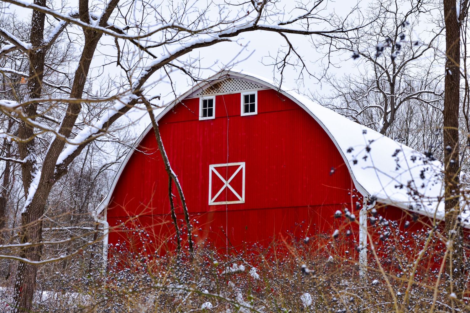 Red wooden barns with white trim stand among bare winter trees in a snowy landscape.