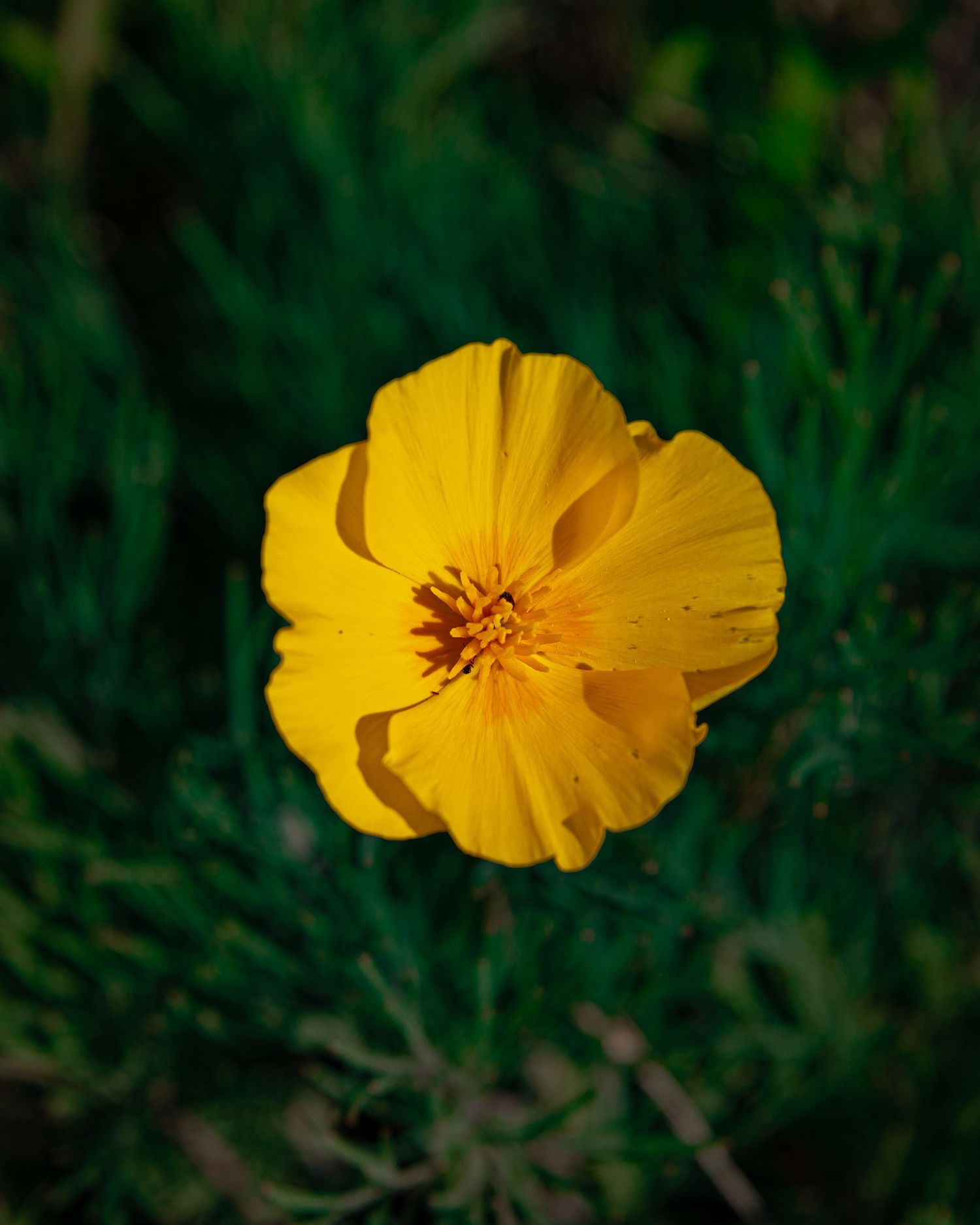 Bright yellow California poppy flower blooming against dark green background.