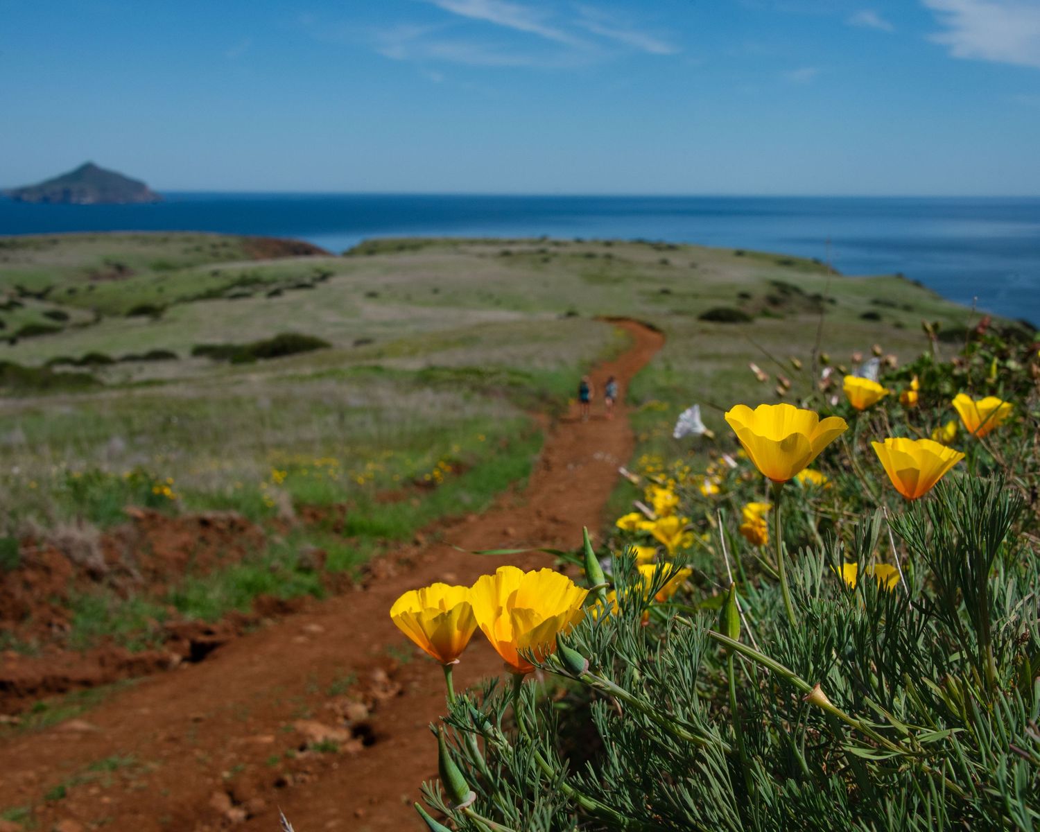 Yellow wildflowers bloom along a red dirt coastal trail with ocean views.