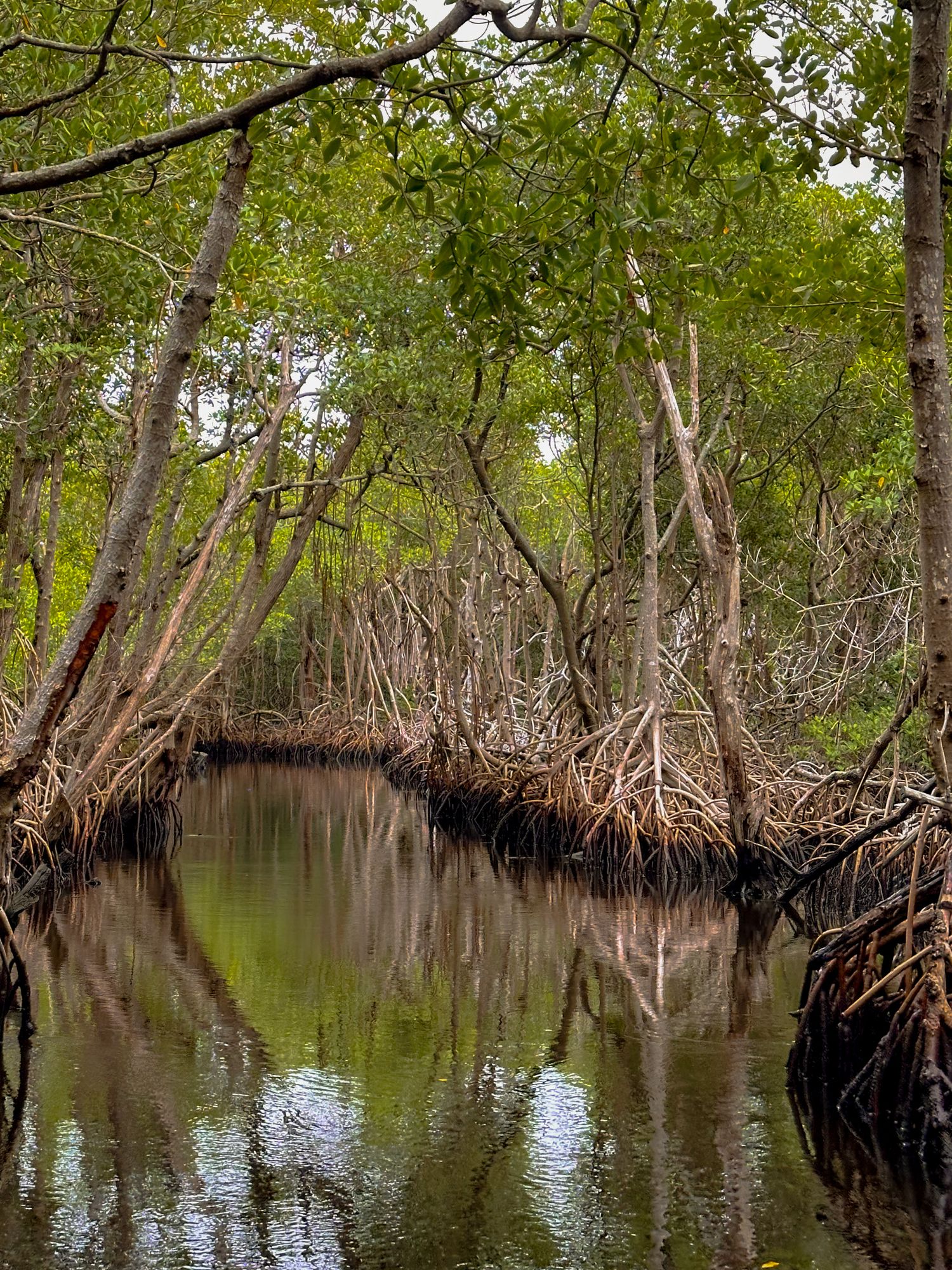 Mangrove forest with twisted roots reflecting in still water.