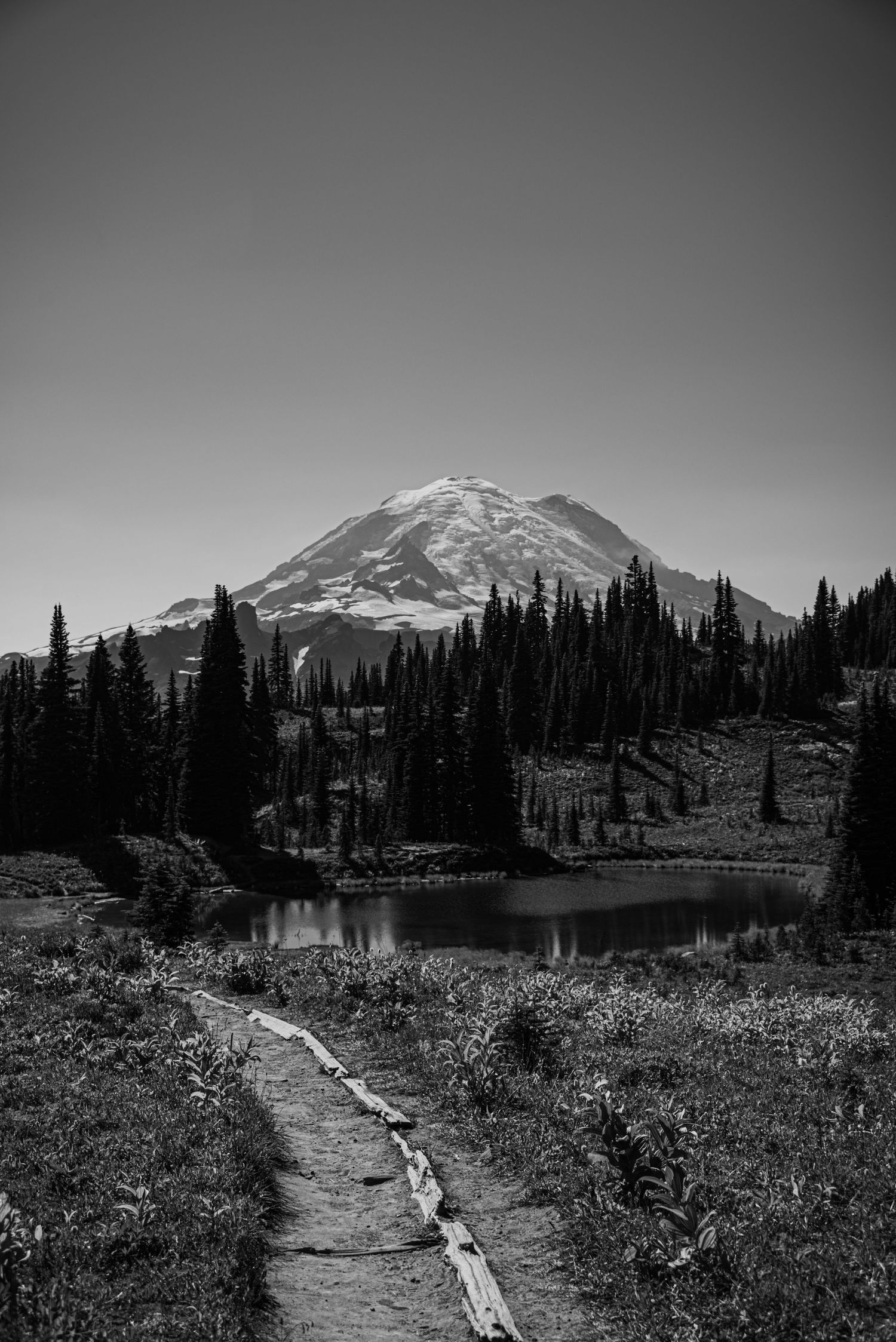 Snow-capped mountain peak rises above evergreen forest and wildflower meadows in Mount Rainier National Park.