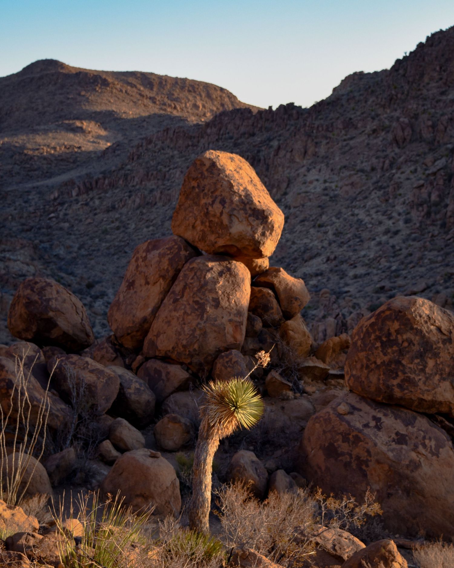 Desert rock formations with scattered boulders and desert plants at golden hour.