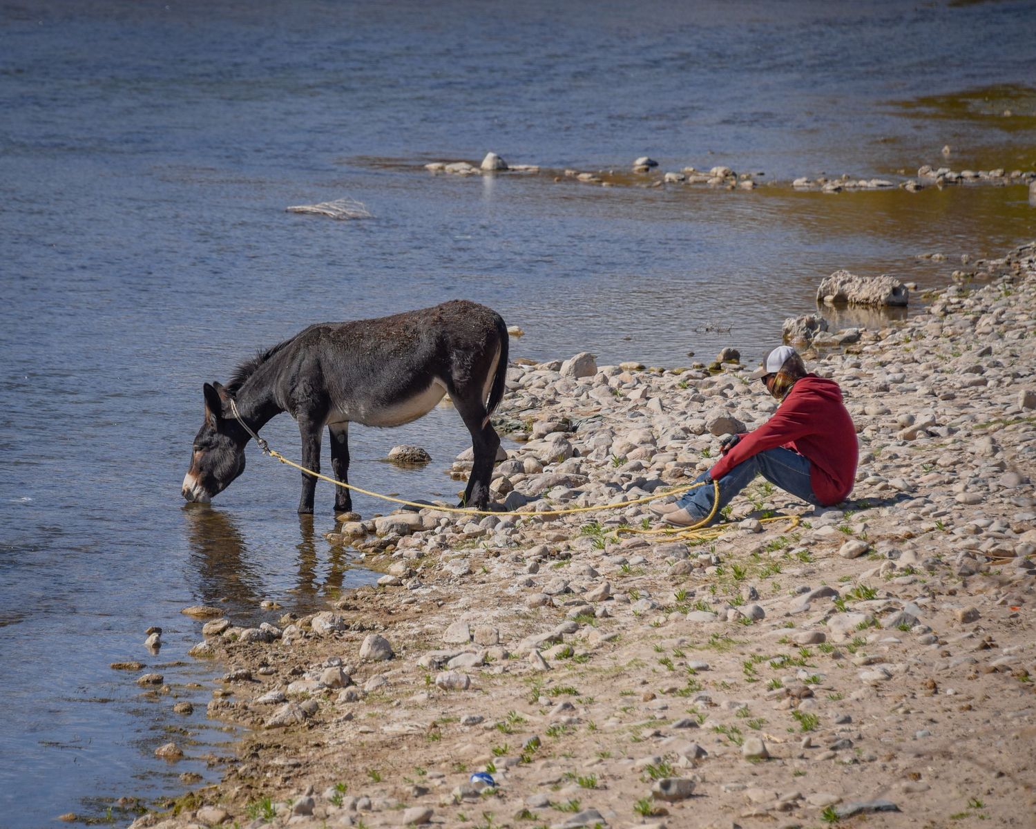 Donkeys resting on a rocky riverbank during daytime.