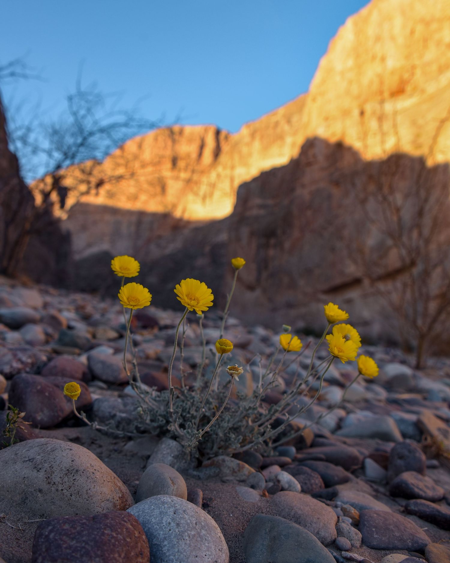 Yellow wildflowers blooming among desert rocks with canyon walls in the background.