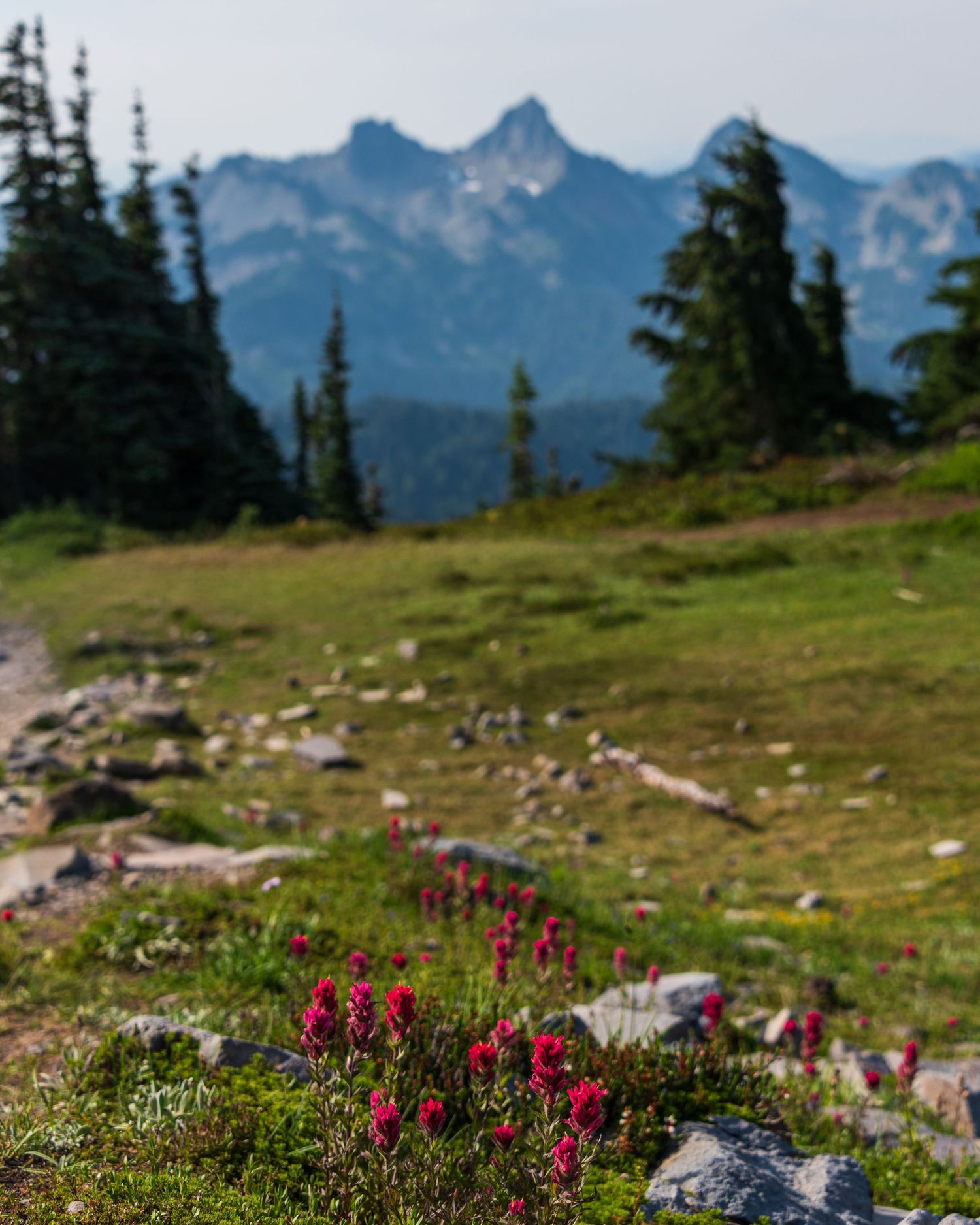 Red wildflowers bloom among rocks with jagged mountain peaks in the distance.