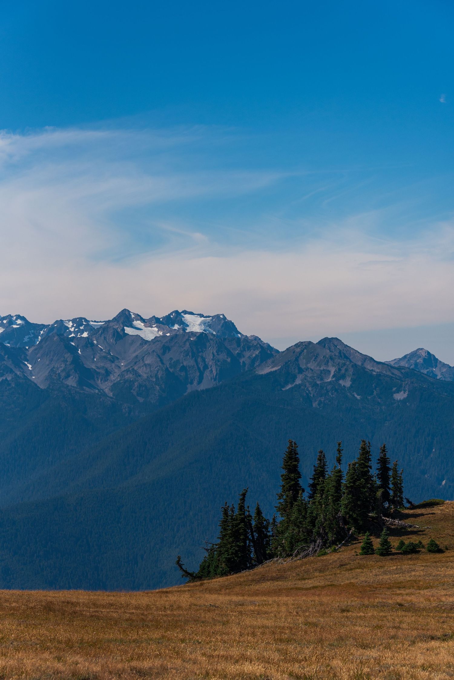Mountain range stretches across horizon with evergreen trees and golden meadow in foreground.
