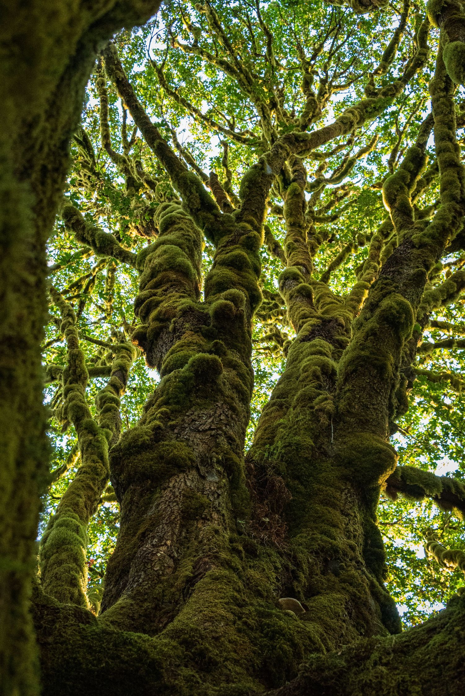 Ancient moss-covered tree trunks in a lush forest canopy filtered with green sunlight.