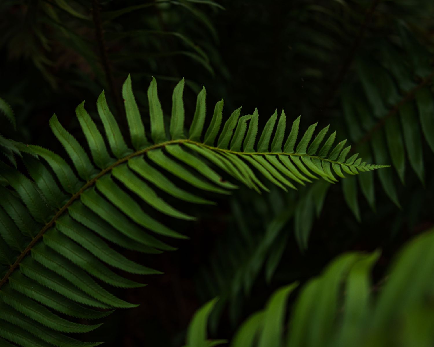 Dark green fern fronds create natural pattern against black background.