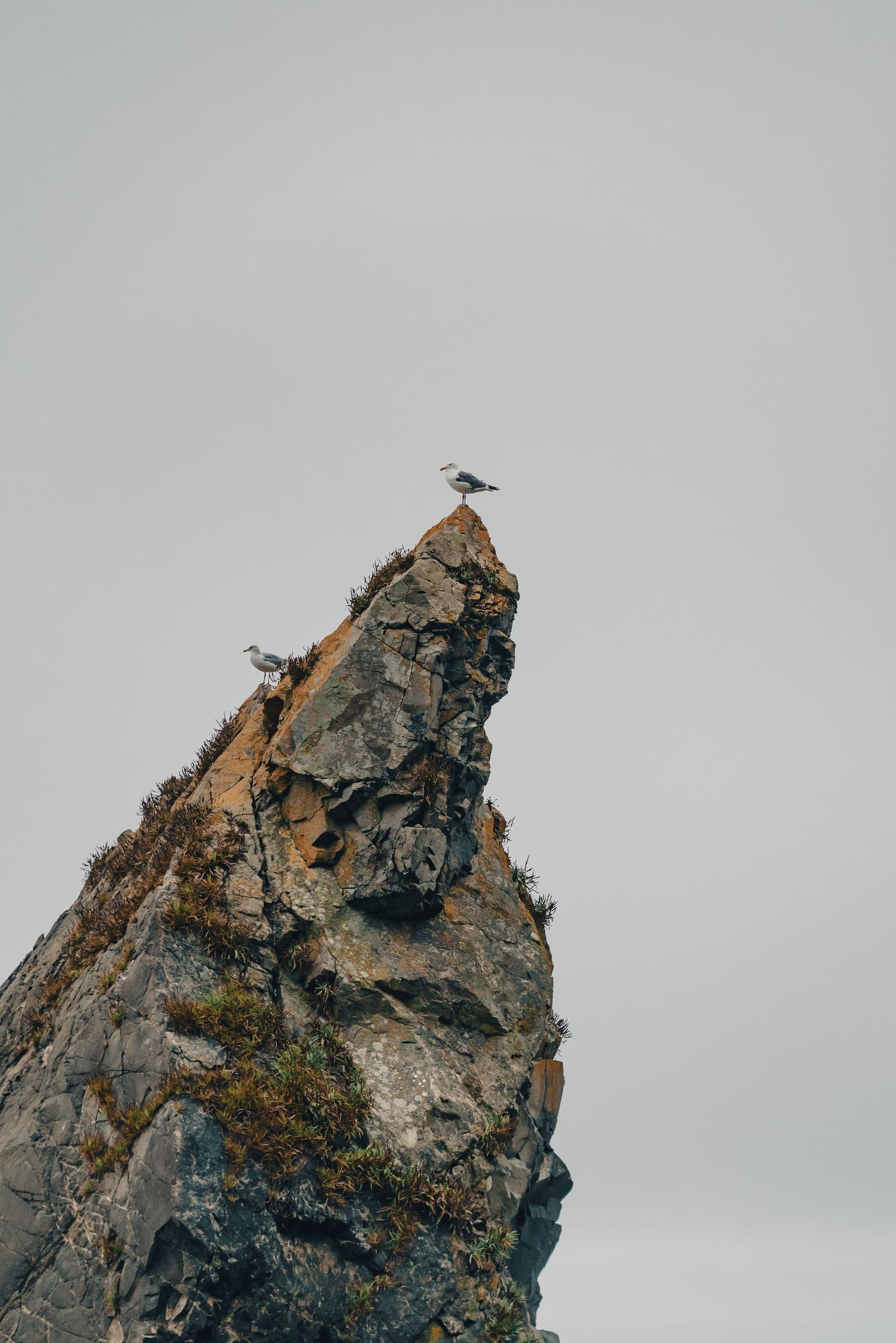 Small bird perches on jagged rocky cliff peak against cloudy sky.